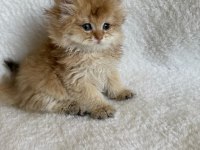 British longhair golden