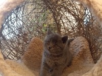 Koca Kafalı British Shorthair Yavrular Ayı Suratlar