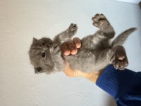 British shorthair bebeklerim