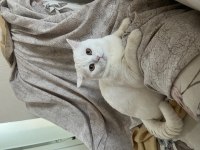 Çok uysal ve sakin british shorthair