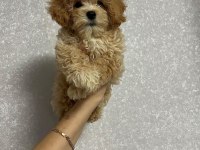 DÜNYA TATLISI MALTİPOO YAVRULARI