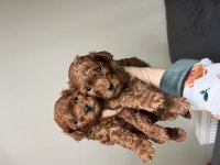 Erkek toy poodle