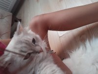 Çok sevimli ve akıllı chinchilla kedisi