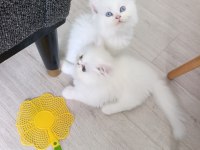 Güzel pamuk kedilerim