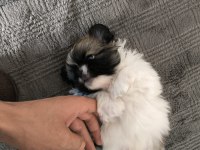 Köpeklerimize çok iyi bakabilecek aile arıyorum