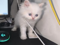 Erkek Blue Eyes British Longhair