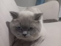 8 aylık Erkek British Shorthair