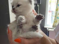 Minik british shorthair bebeklerim için yuva arıyorum