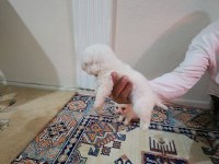 Maltese yavrular