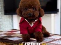 Toy poodle 2 erkek dark brown