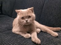 Scottish Fold Dişi