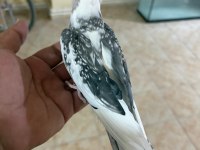 FULL EVCİL EVLERE MASKOT WF ERKEK SULTAN PAPAĞANI