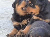 Profesyonel Koruma Köpekleri