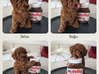 Orijinal Toy Poodle