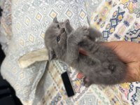Scottish fold yavrular sahibini bekliyor