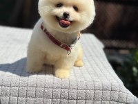 Ayıcık Surat Pomeranian Boo Köpekler