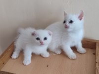 Alanya scottish fold ve straight beyaz gri erkek yavrular