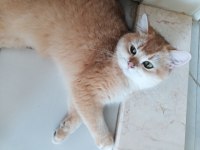 Tamamen ücretsiz british shorthair golden