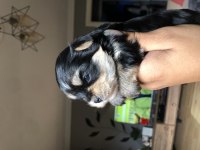 Mini boy extreme morkie kız