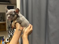 LİLAC TAN FRENCH BULLDOG
