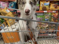 Blue merle border collie Toby’e yeni yuvasını arıyorum