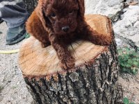Korean 3,5 aylık erkek yavru poodle