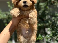 ARANILAN GÜZELLİKTE MALTIPOO YAVRUM