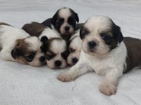 Sevimli Shih Tzu Yavruları Sahiplerini Bekliyor