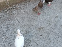 Acil Satılık Güvercin