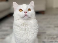 Ücretsiz 17 Aylık Kedimizi Sahiplendirme