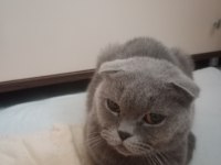 Hamile scottish fold kedim