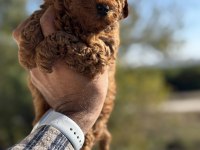 Teacup boy red brown Poodle Köpekler