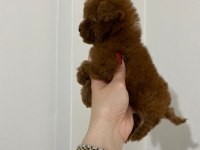 TEACUP TOY POODLE