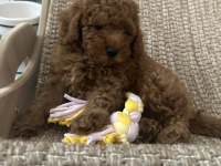 Toy poodle yavruları