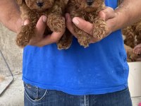 A Kalite Koyu Renk Toy Poodle Yavrular