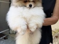 Muhteşem ayıcık tipinde Pomeranian erkek yavrumuz