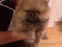 2 aylık ayı surat pomeranian yavrularımız