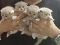 safkan british shorthair lilac bi color