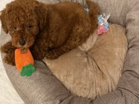6 Aylık Eğitimli Erkek Poodle