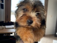 Safkan kız bebek yorkshire terrier