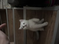 Erkek british shorthair açıklamayı okuyunuz
