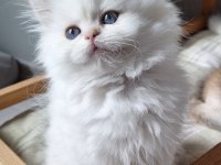 British longhair by12 dişi