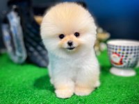 Ruhsatlı Yetiştiriciden Özel Pomeranian Yavrular