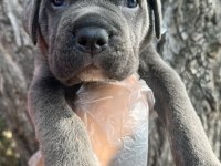 Heybetli Üst Kalite Cane Corso Yavrular