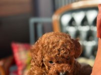 Toy poodle yavrularımız