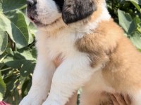 Muhteşem Görsele Sahip St Bernard Yavrular