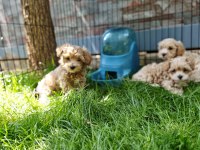 Orijinal Maltipoo Yavrular