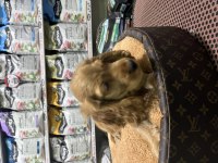 Cocker Spaniel yavrumuz
