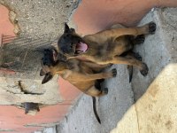 Üst düzey kalitede Belçika Malinois yavrular