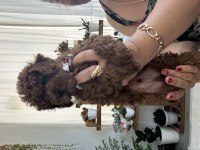 Erkek bebek toy poodle